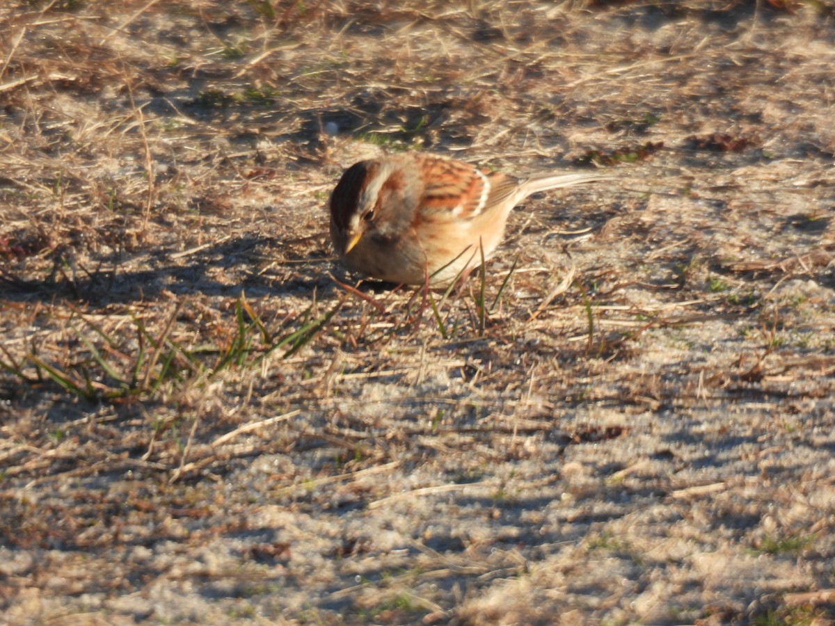 Пасовник північний - ML646112679