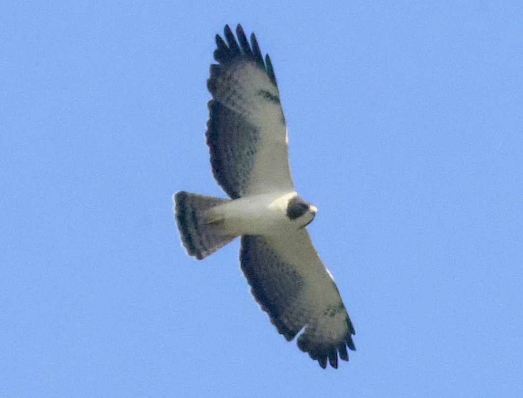 Short-tailed Hawk - ML646112686