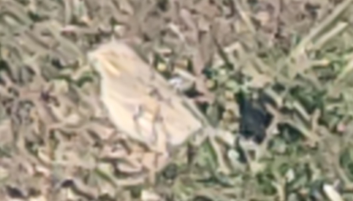 Savannah Sparrow (Ipswich) - ML646112687