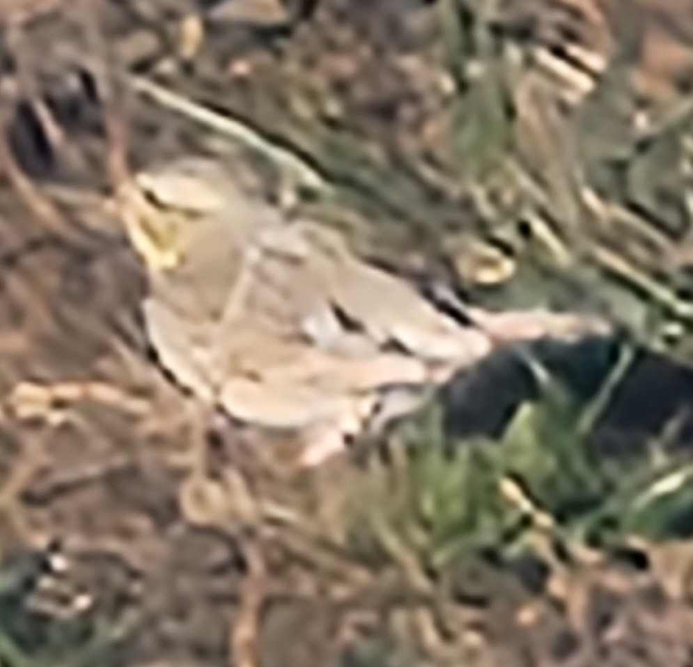 Savannah Sparrow (Ipswich) - ML646112688