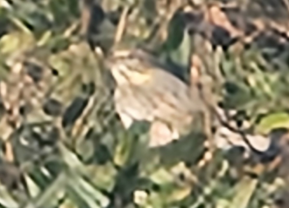 Savannah Sparrow (Ipswich) - ML646112689