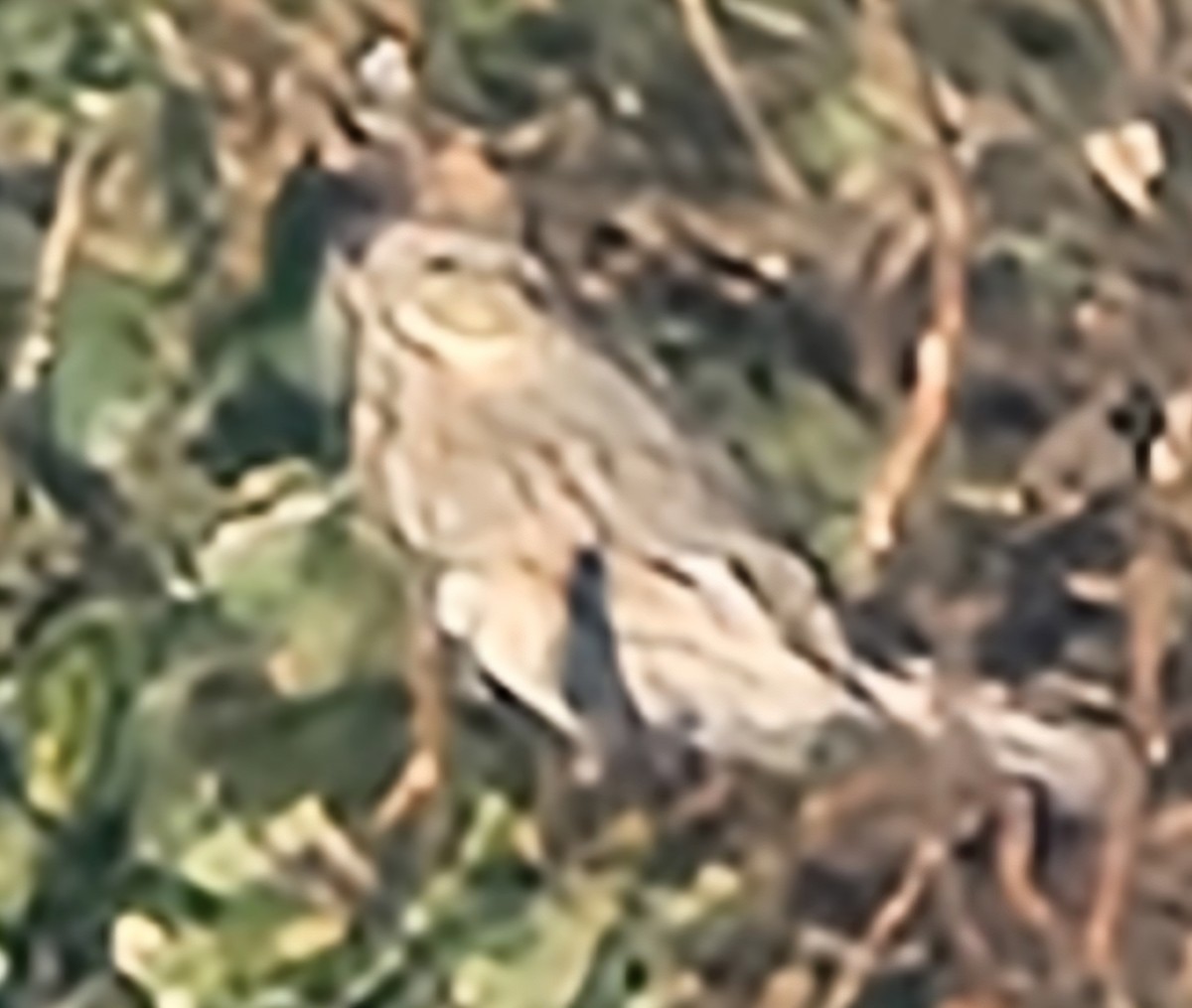 Savannah Sparrow (Ipswich) - ML646112690