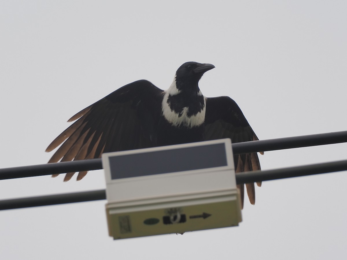 Collared Crow - ML646112691