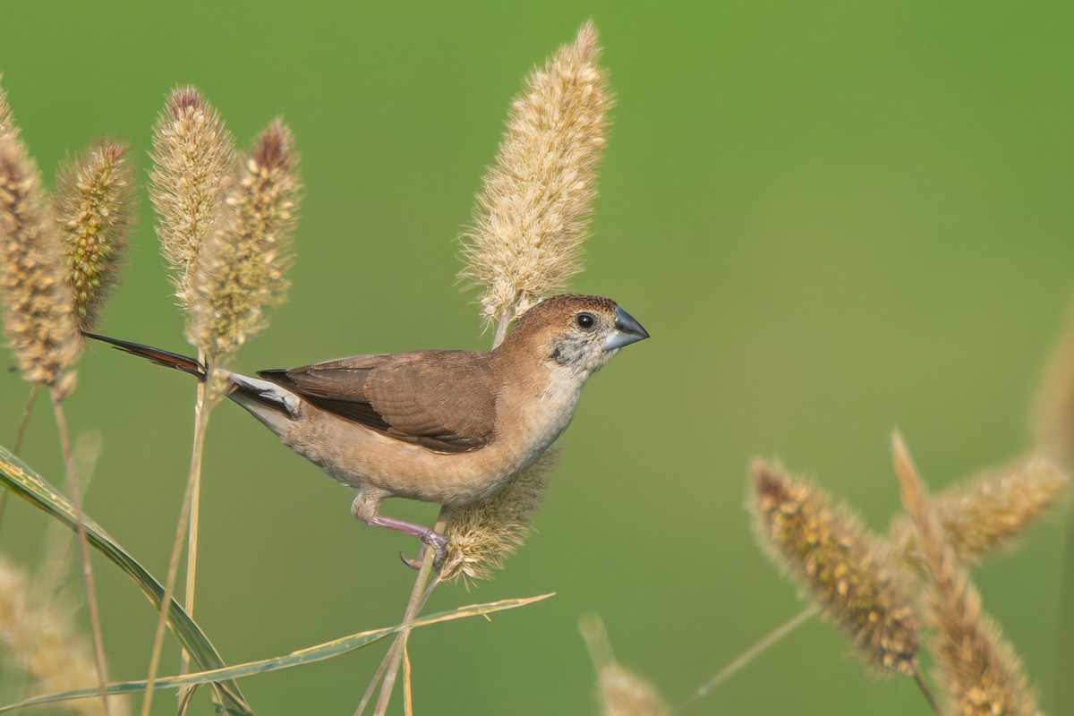 Indian Silverbill - ML646112692