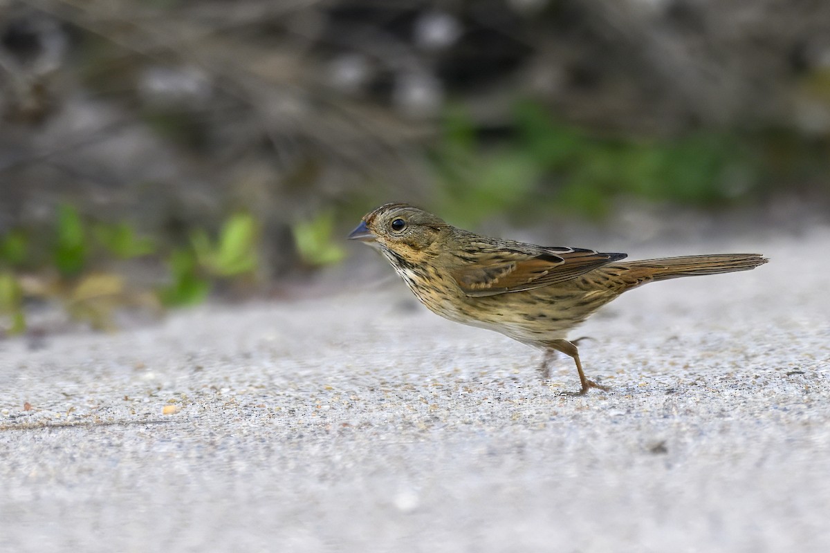 Lincoln's Sparrow - ML646112693