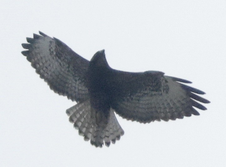 Short-tailed Hawk - ML646112694