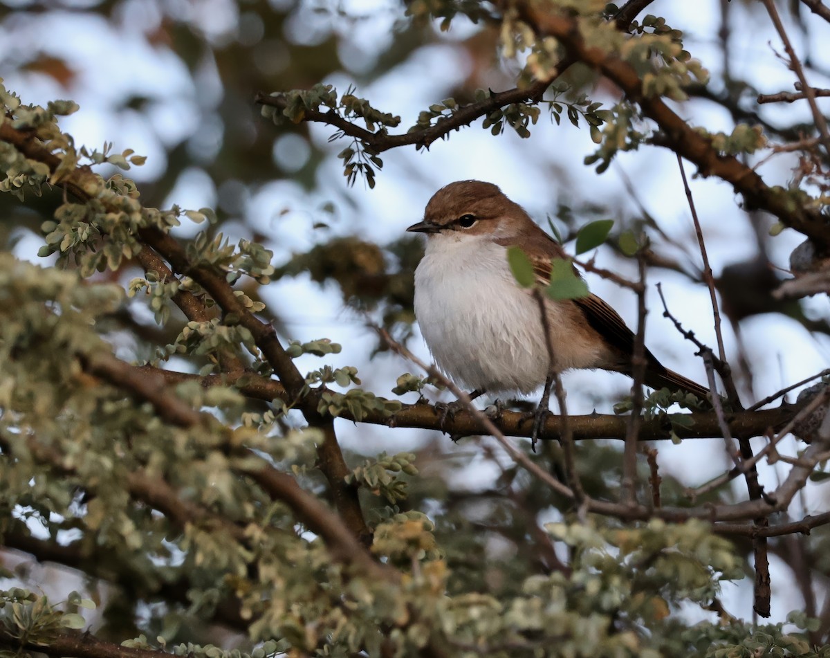 Marico Flycatcher - ML646112706