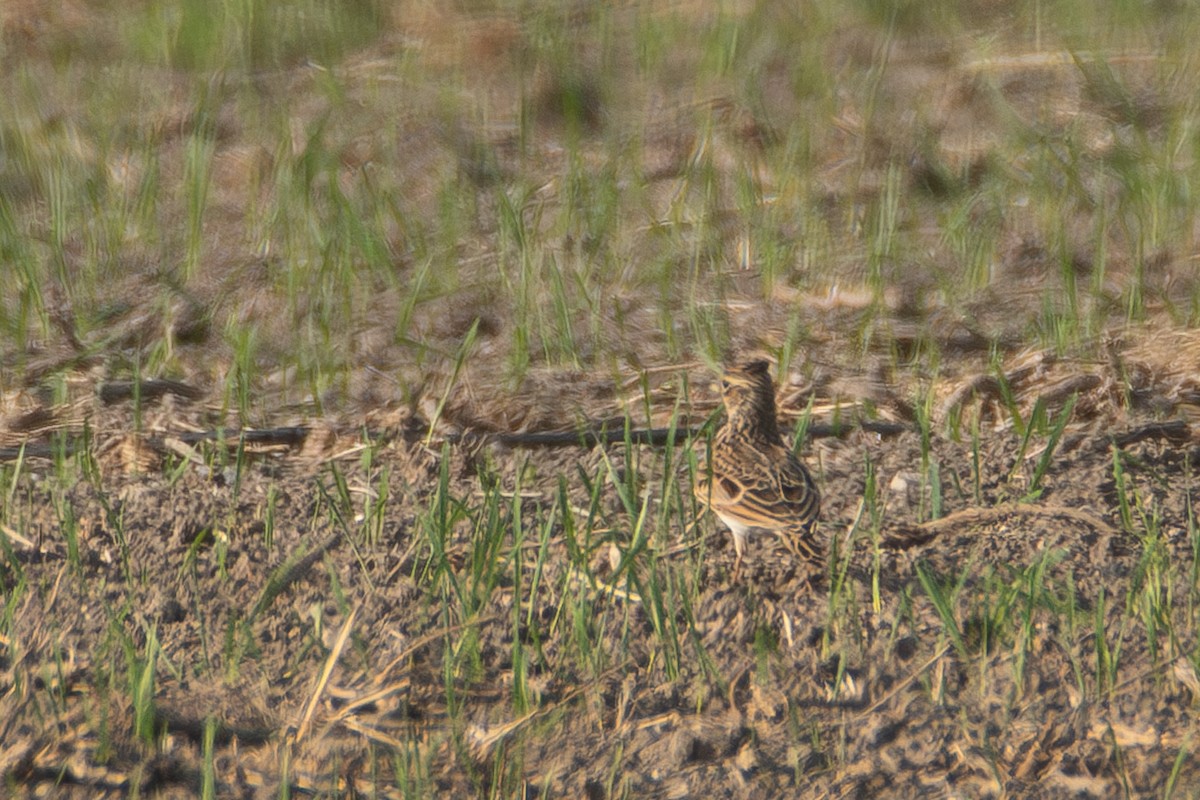 Oriental Skylark - ML646112711