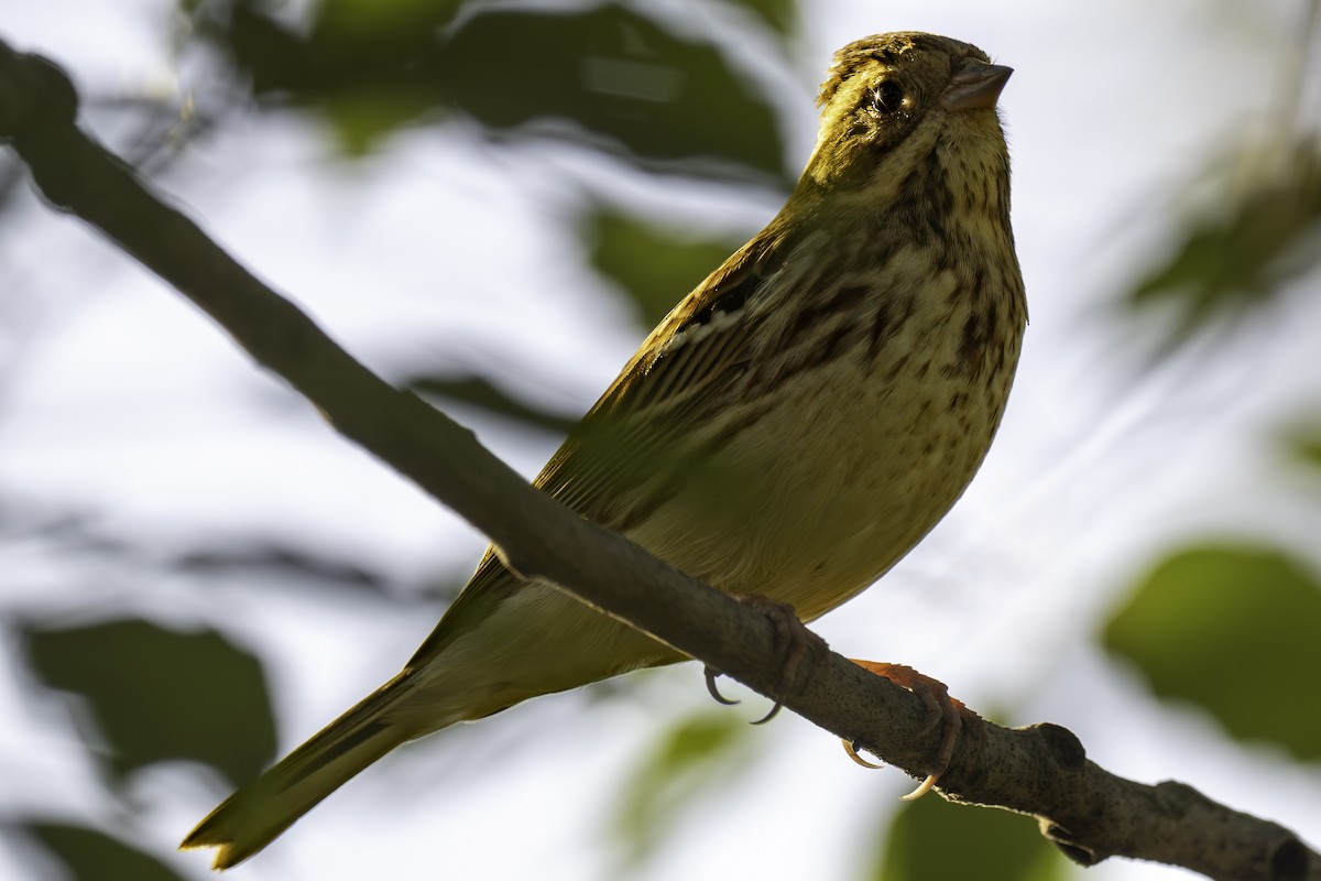 strnad tajgový - ML646112712