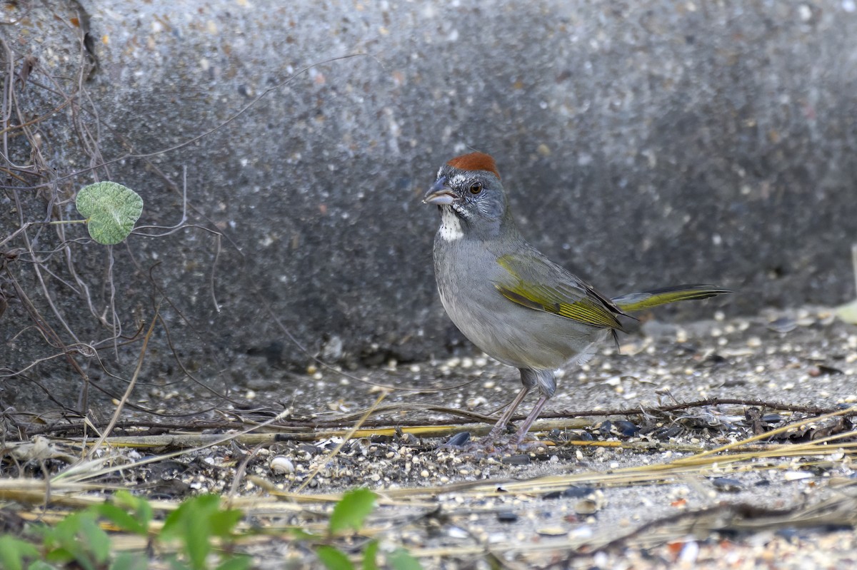 Green-tailed Towhee - ML646112713