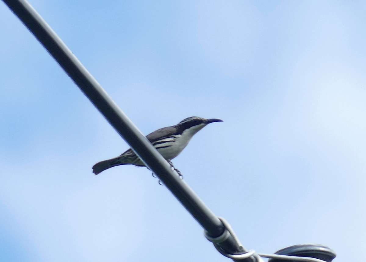 Stripe-sided Rhabdornis - ML646112715