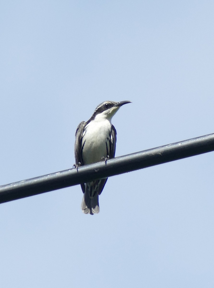 Stripe-sided Rhabdornis - ML646112716