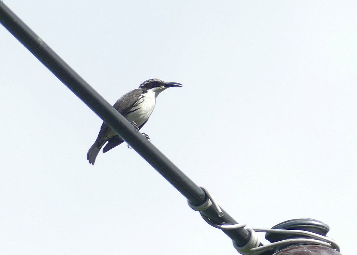 Stripe-sided Rhabdornis - ML646112717