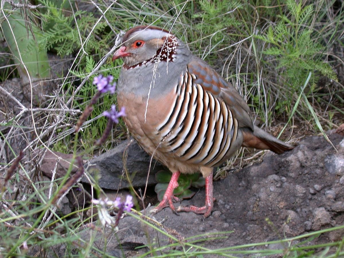 Barbary Partridge - ML646112724
