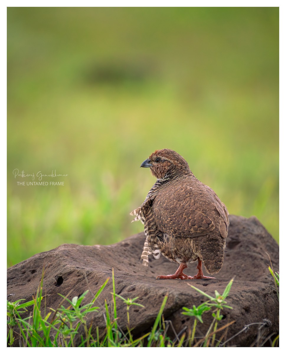 křepelka skalní - ML646112727