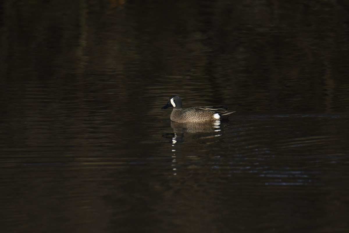 Чирянка блакитнокрила - ML646112728