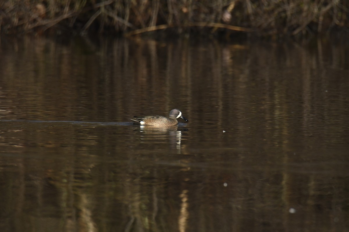 Чирянка блакитнокрила - ML646112729