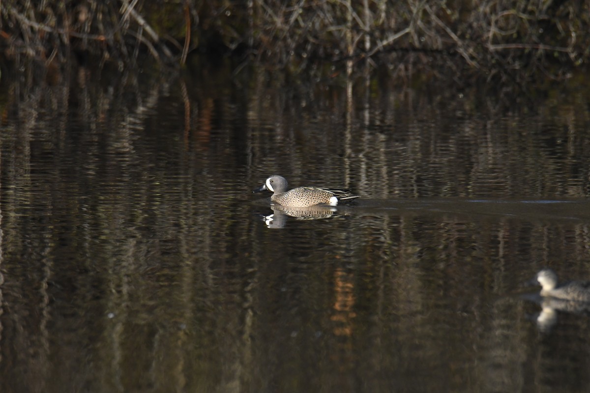 Чирянка блакитнокрила - ML646112730