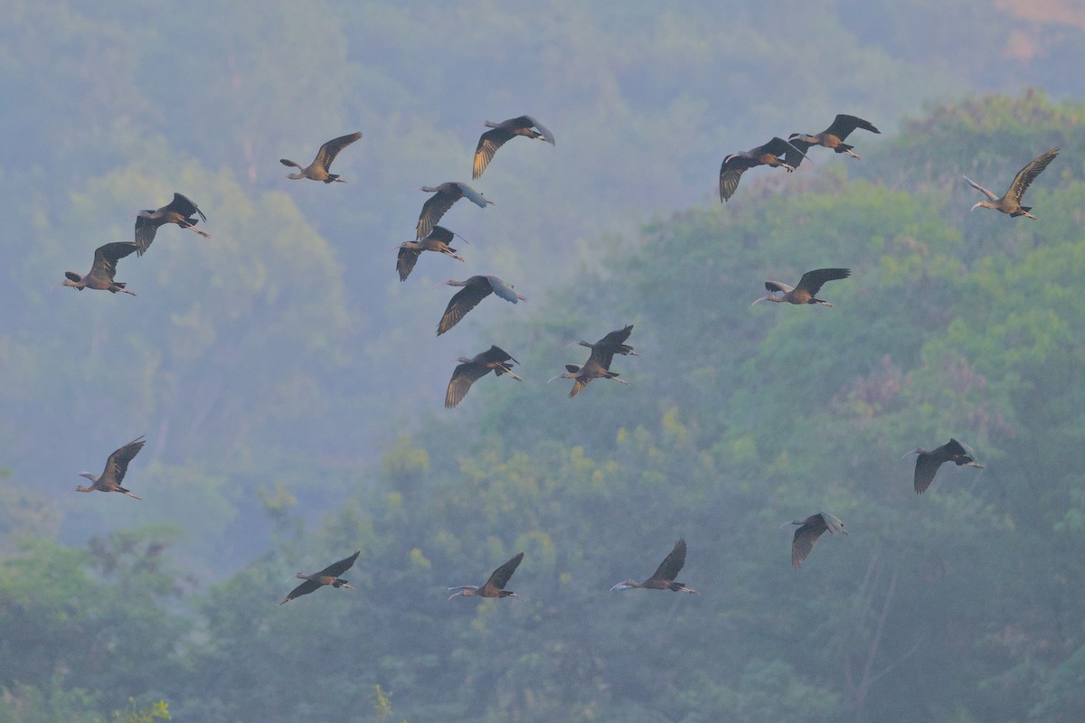 Glossy Ibis - ML646112735