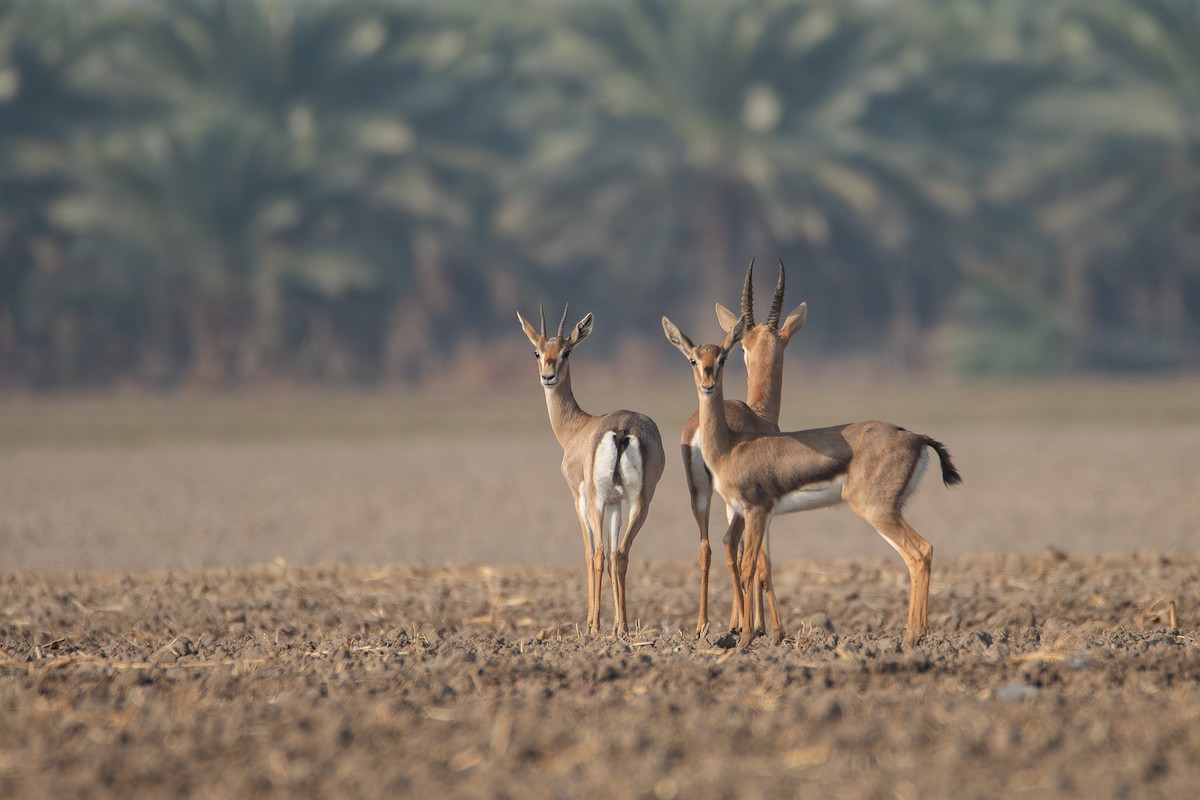 Mountain Gazelle - ML646112738