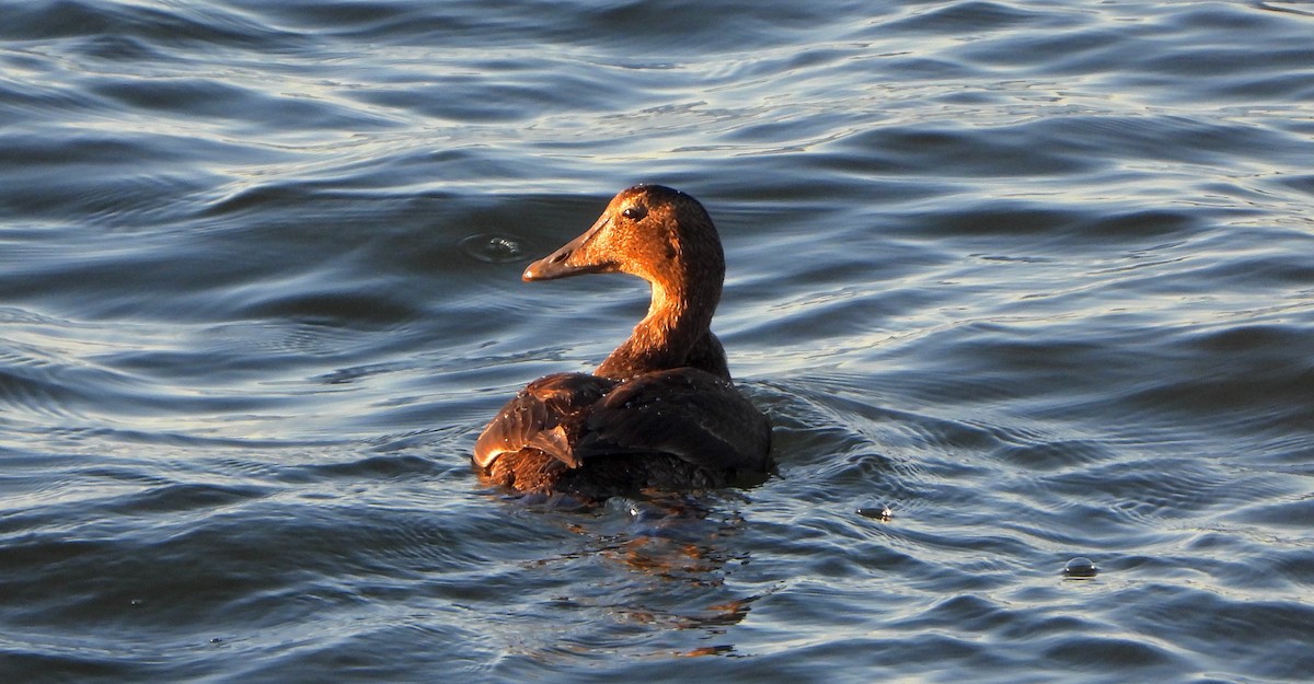Common Eider - ML646112740