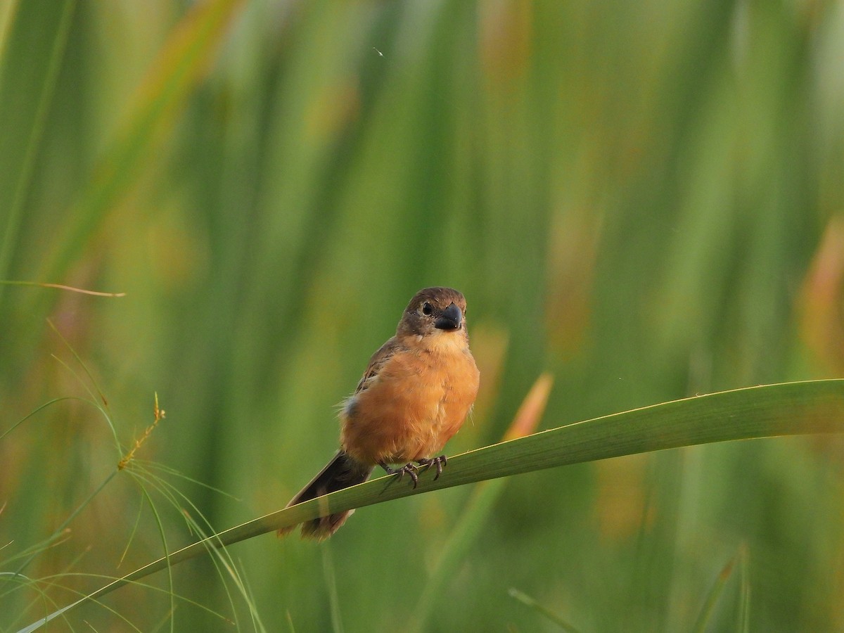 Rusty-collared Seedeater - ML646112742