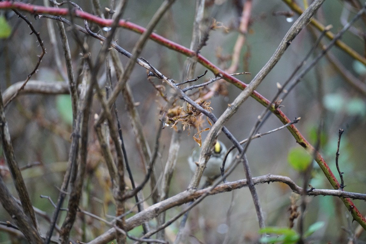 Golden-crowned Kinglet - ML646112746