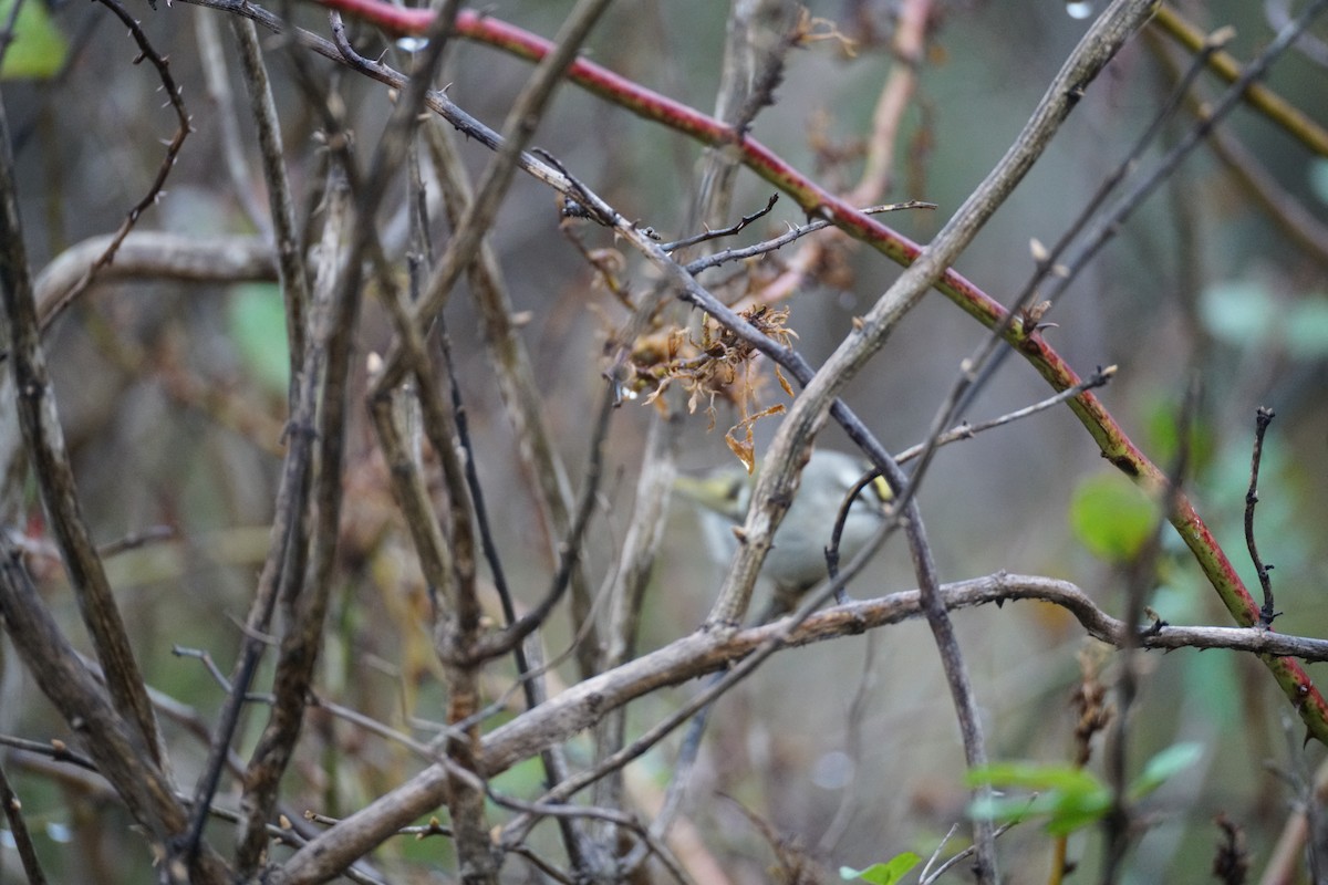 Golden-crowned Kinglet - ML646112747