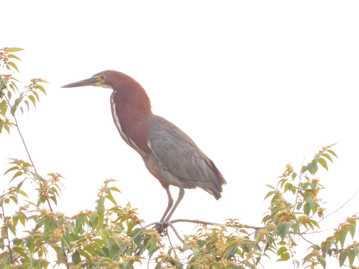 Rufescent Tiger-Heron - ML646112749