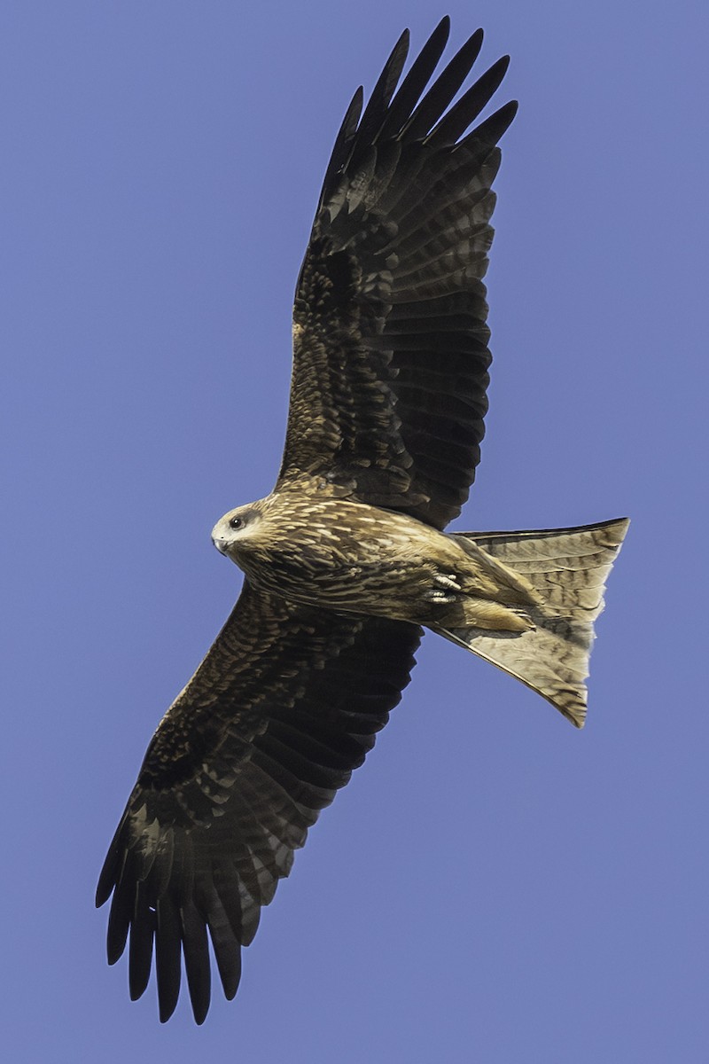 luňák hnědý - ML646112752