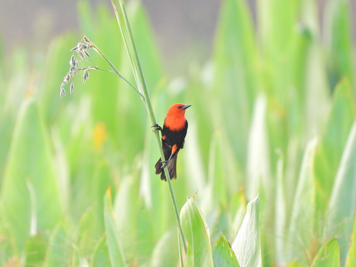 Scarlet-headed Blackbird - ML646112757