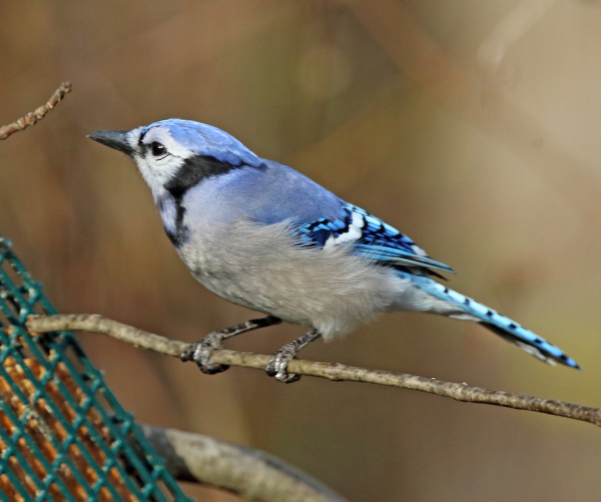 Blue Jay - ML646112758