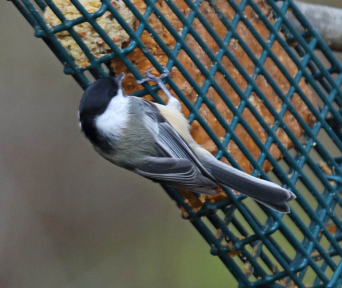 Black-capped Chickadee - ML646112760