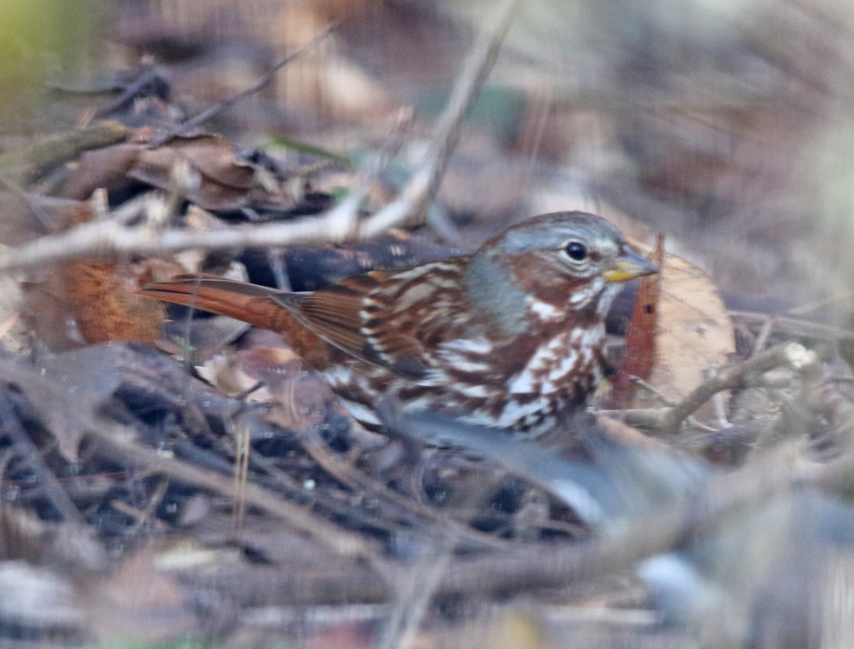 Fox Sparrow (Red) - ML646112765