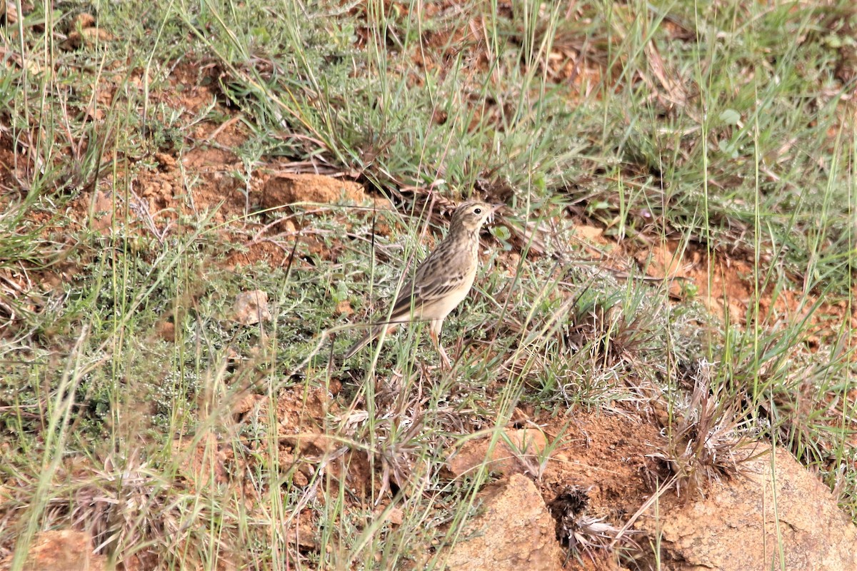 Blyth's Pipit - ML646112768