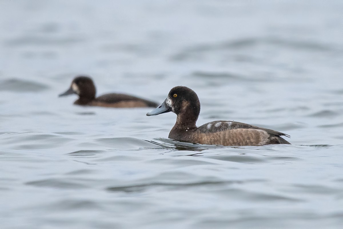 polák kaholka - ML646112771