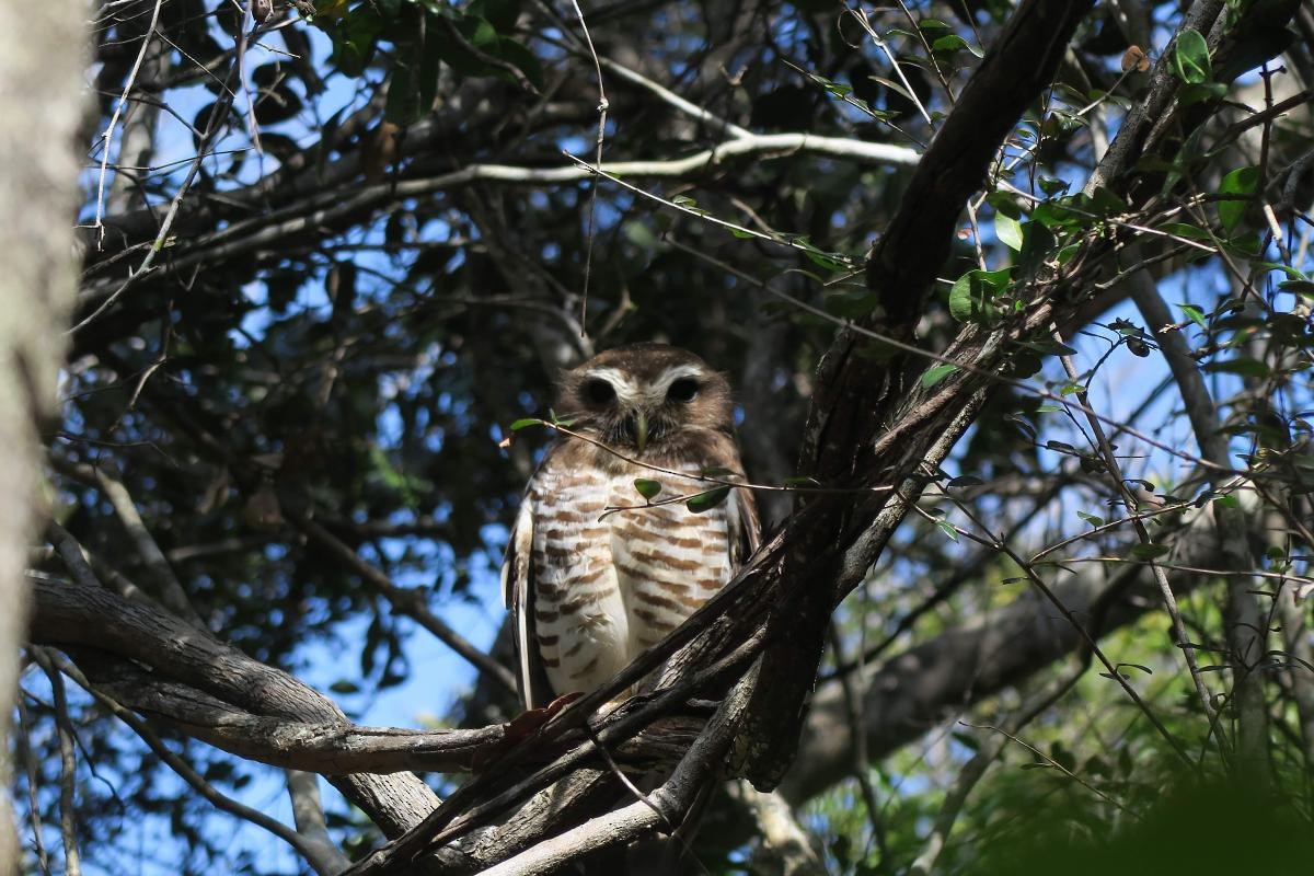 White-browed Owl - ML646112772