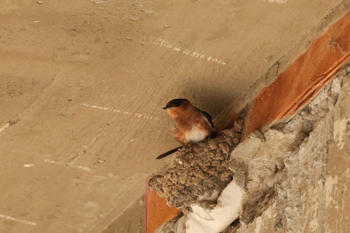 Cave Swallow - ML646112780