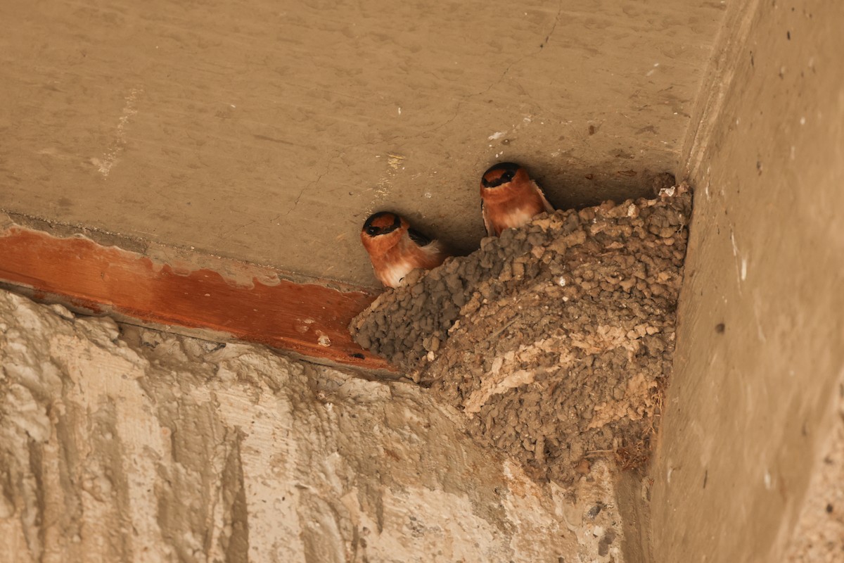 Cave Swallow - ML646112781
