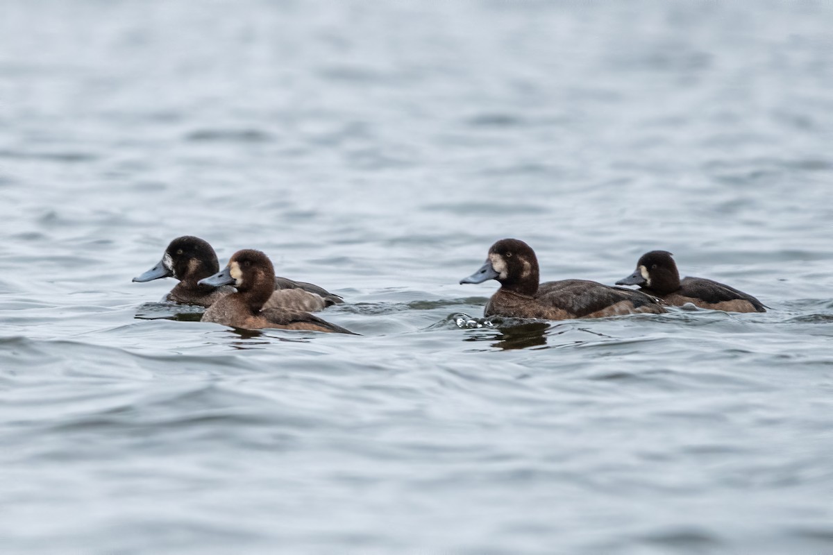 polák kaholka - ML646112784