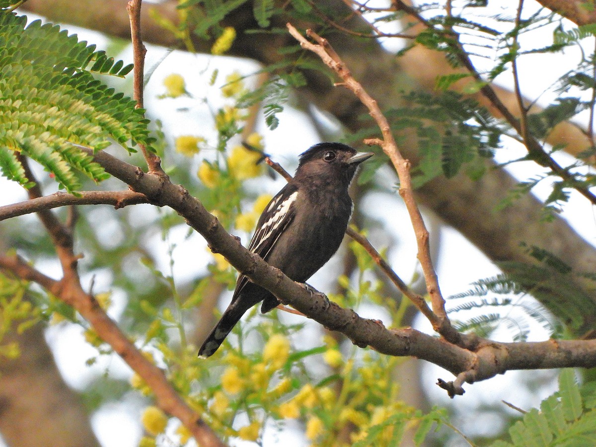 White-winged Becard - ML646112787