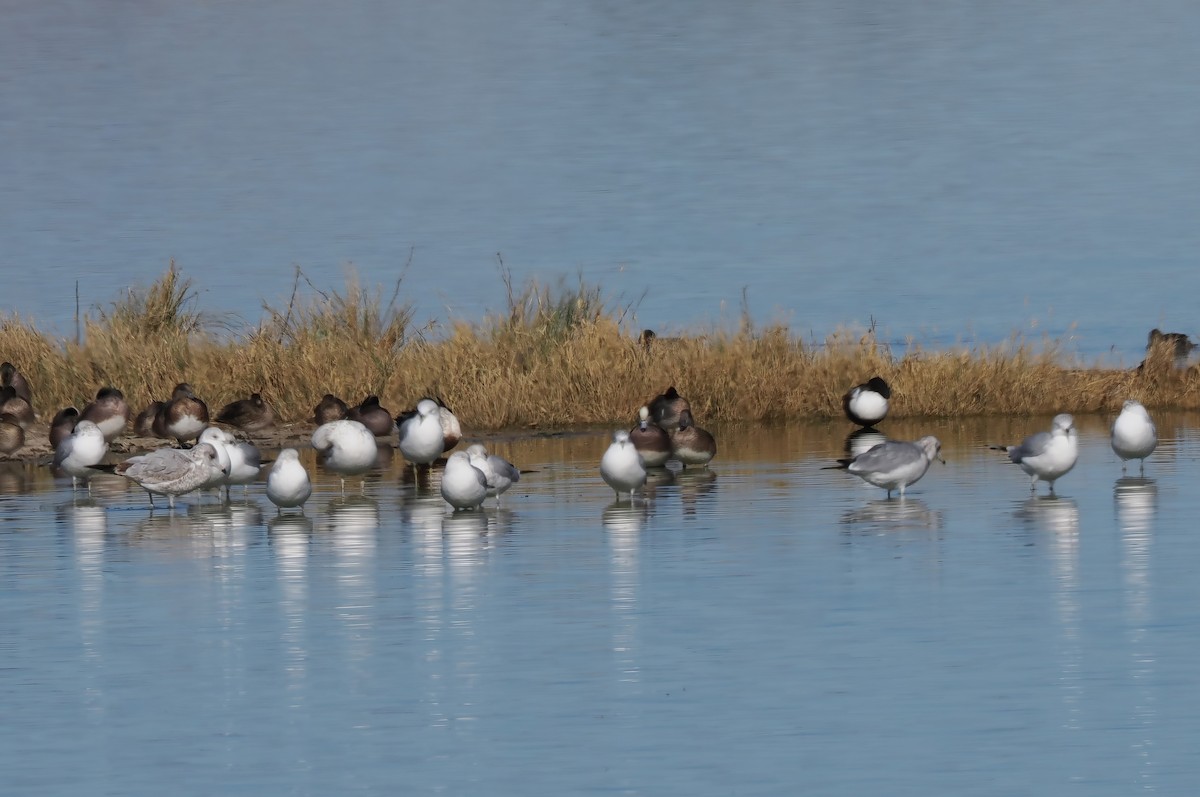 Ring-billed Gull - ML646112789