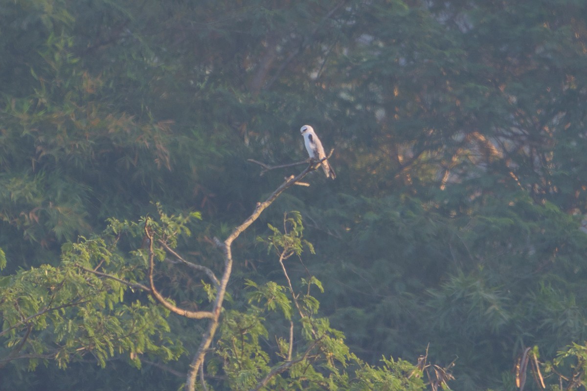 Black-winged Kite - ML646112790