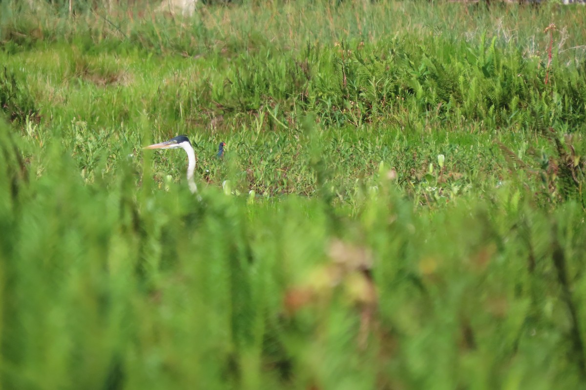 Cocoi Heron - ML646112792