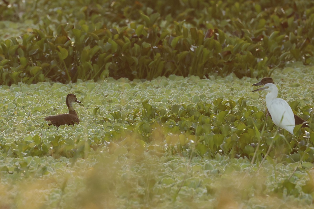 West Indian Whistling-Duck - ML646112794
