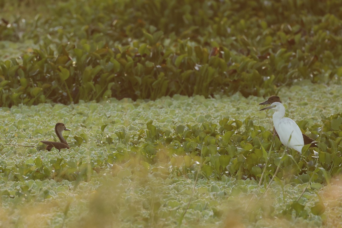 West Indian Whistling-Duck - ML646112795
