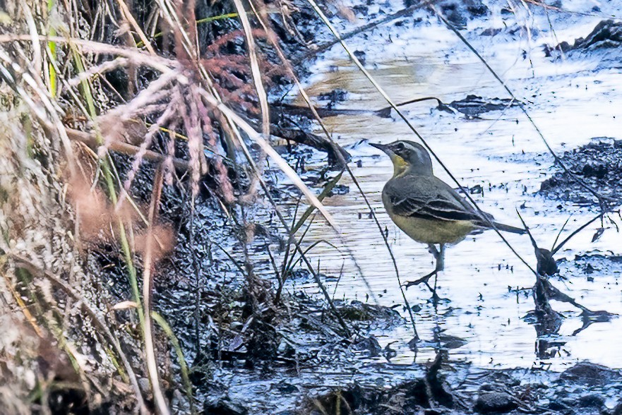 ツメナガセキレイ - ML646112796