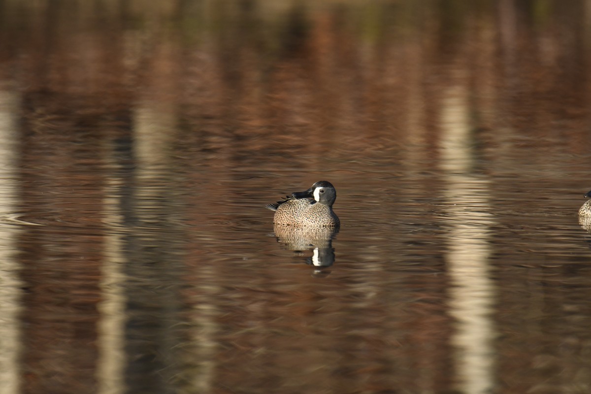 Чирянка блакитнокрила - ML646112797