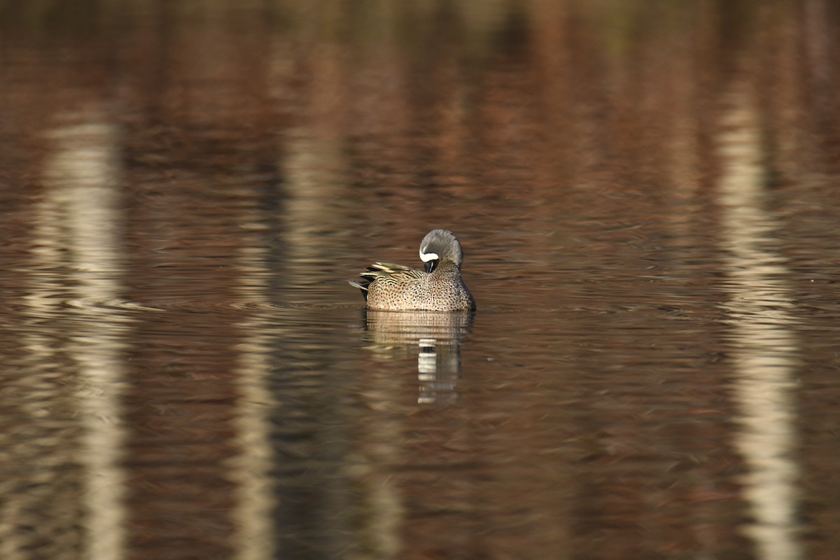 Чирянка блакитнокрила - ML646112798