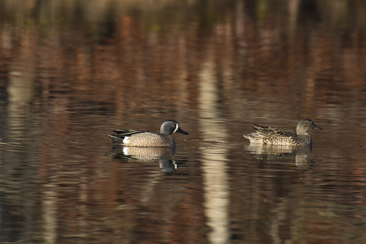 Чирянка блакитнокрила - ML646112800